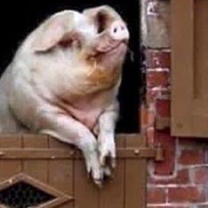 Meet your Posher, Aurora